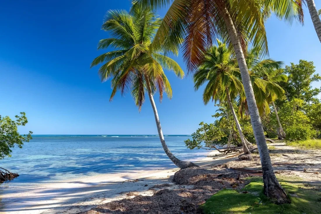 Palm trees and a sandy beach on the Dominican coast.