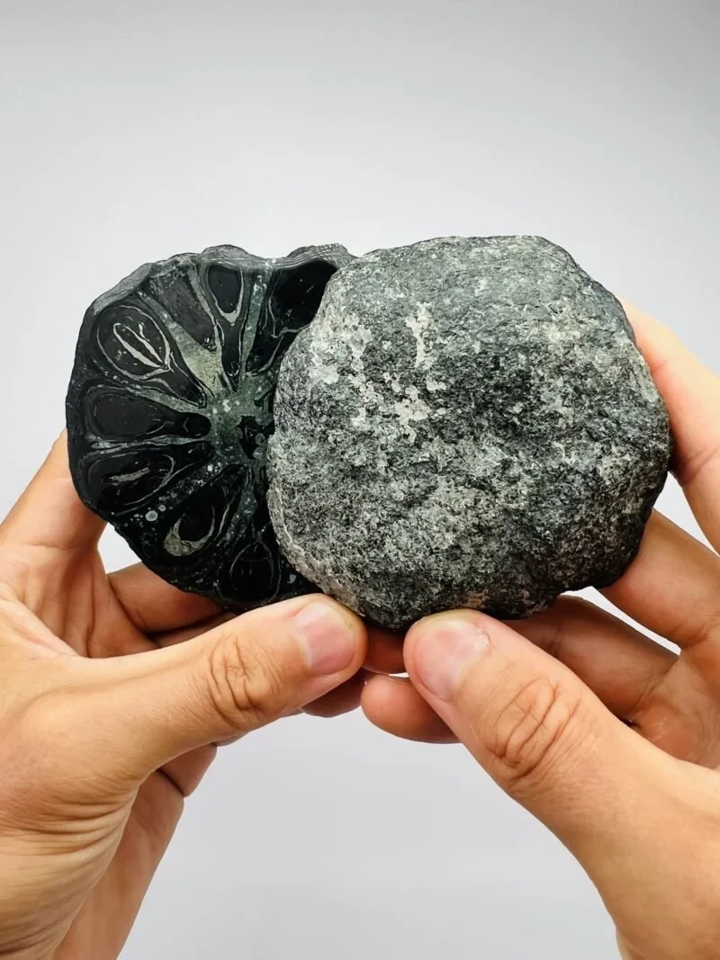 A polished dark Black Larimar specimen held for scale.